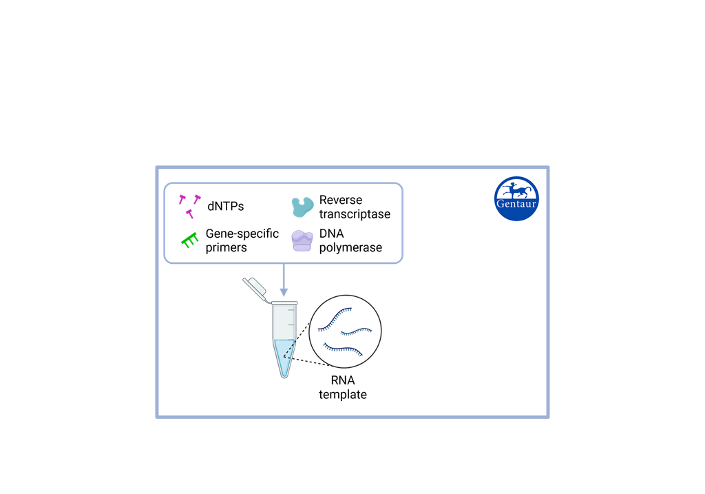 dCTP solution