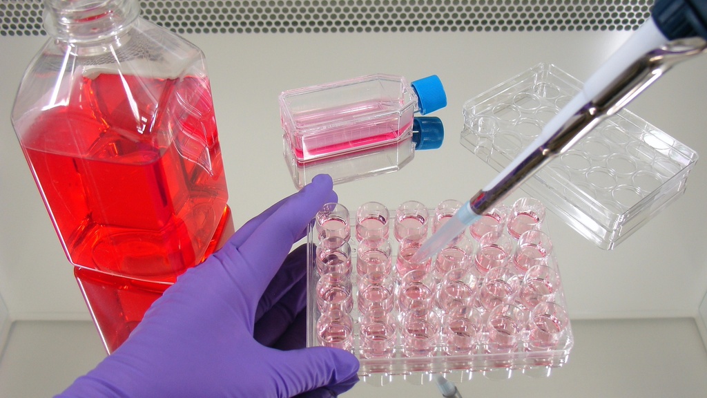 Tissue culture test plate, 6 wells 
