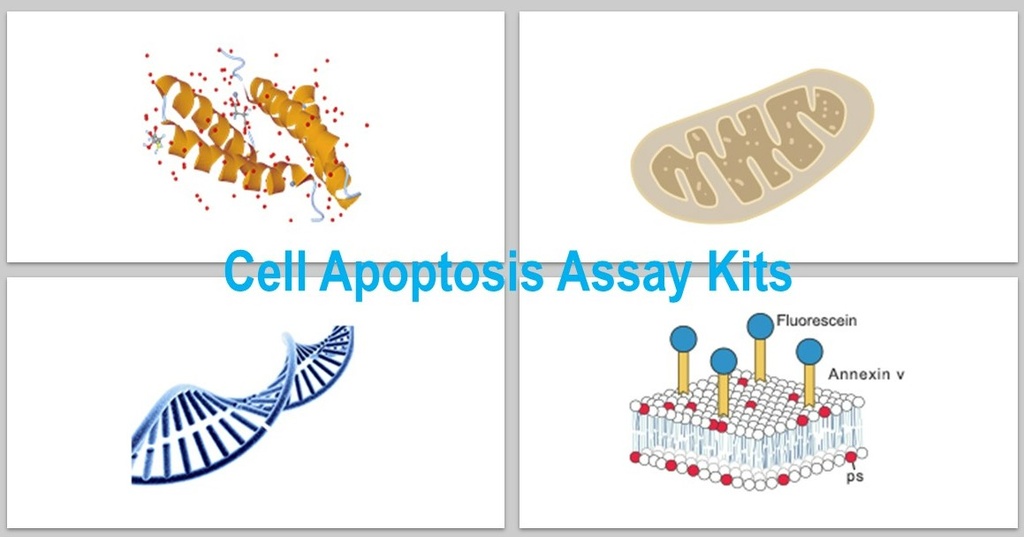 Annexin V-Elab Fluor® 647/DAPI Apoptosis Kit