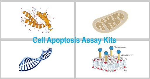 [KS-CELL-290] Annexin V – PE/TR/DAPI Apoptosis Assay Kit